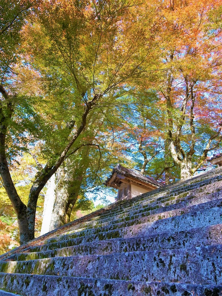 紅葉・東光寺
