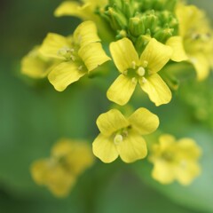 菜花
