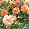 バラ・ンス