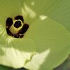 オクラの花