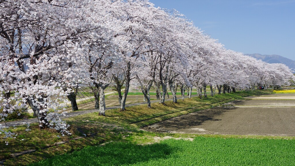 桜道