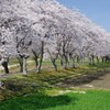 桜道