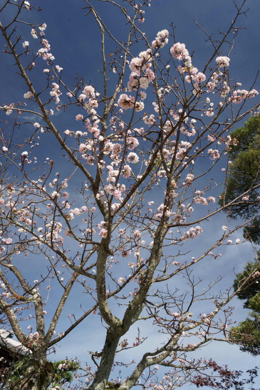 今頃桜！
