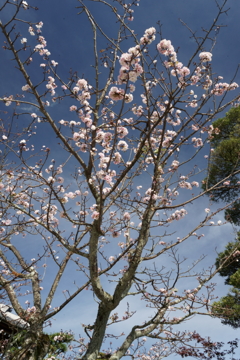 今頃桜！