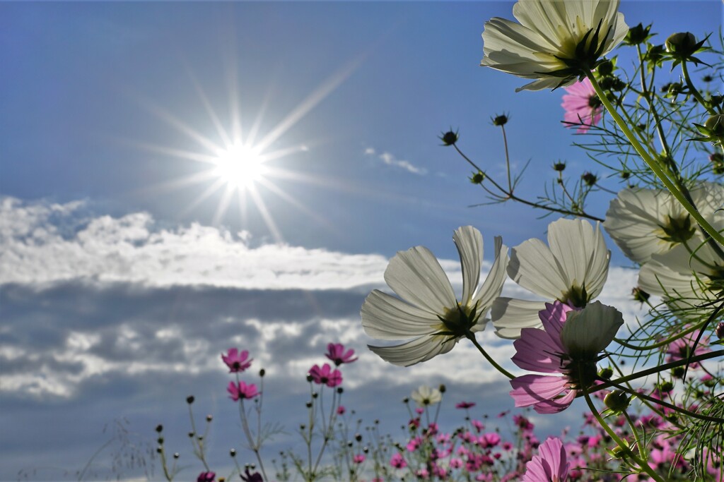 COSMOS