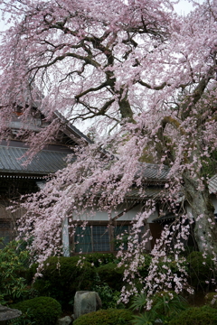 樹齢350年の枝垂れ桜