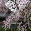 樹齢350年の枝垂れ桜