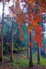 紅葉・鶏足寺