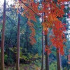 紅葉・鶏足寺
