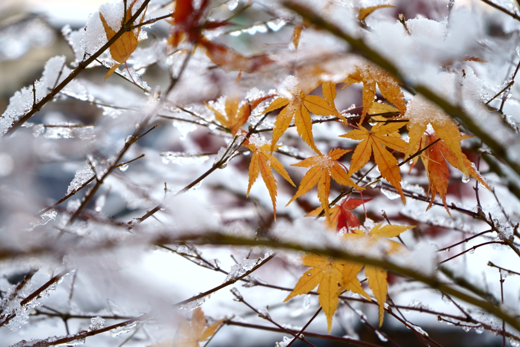 雪中紅