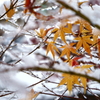 雪中紅