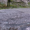 花降り積もる