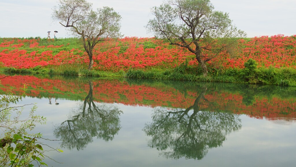 お花見