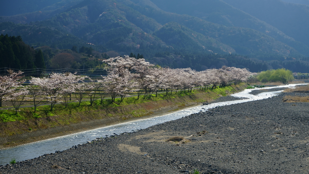 土手桜