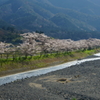 土手桜