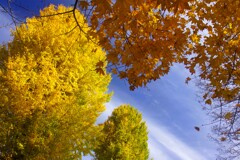 秋空の奪い合い