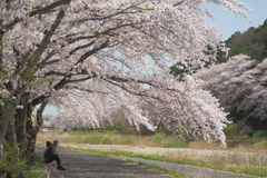 観桜