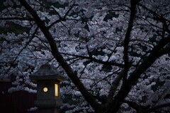 夜桜