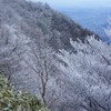 樹氷爛漫