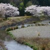 春の小川