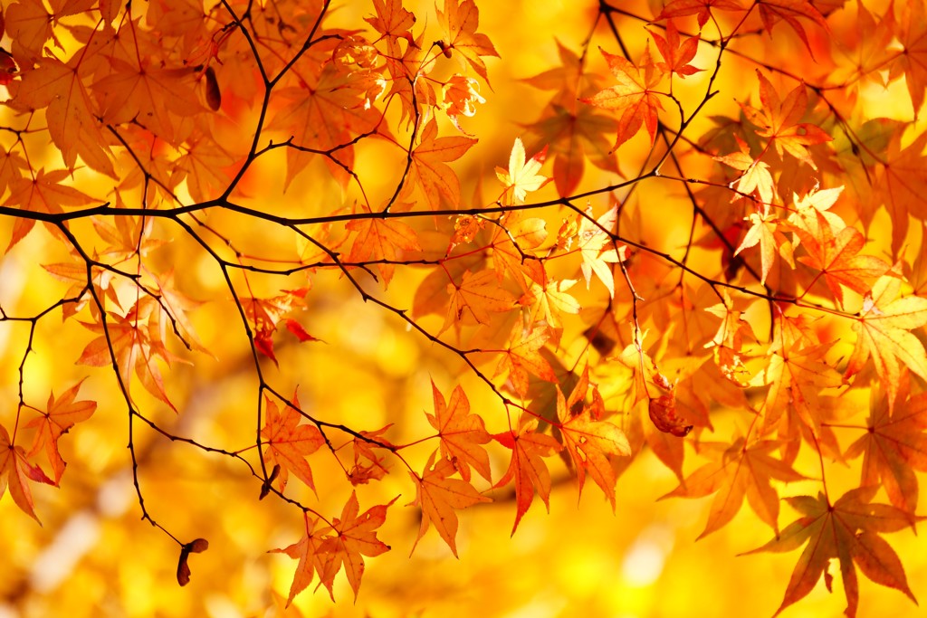 紅葉・丸岡山観音寺
