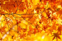 紅葉・丸岡山観音寺