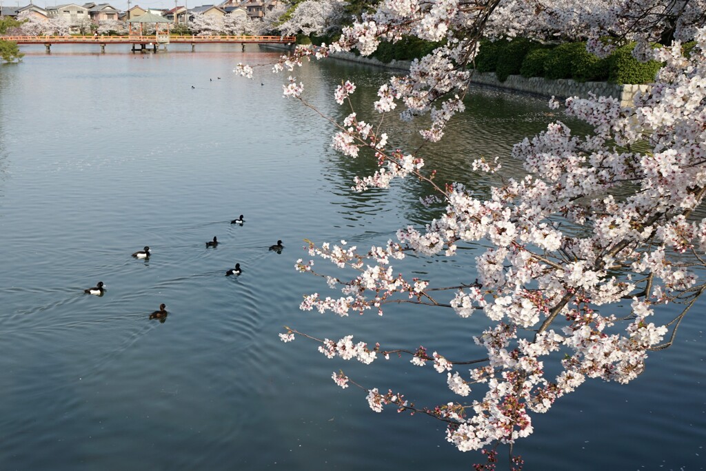 花鳥
