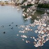 花鳥