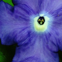 花の精