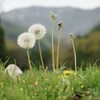 飛んでった春