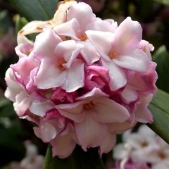 沈丁花
