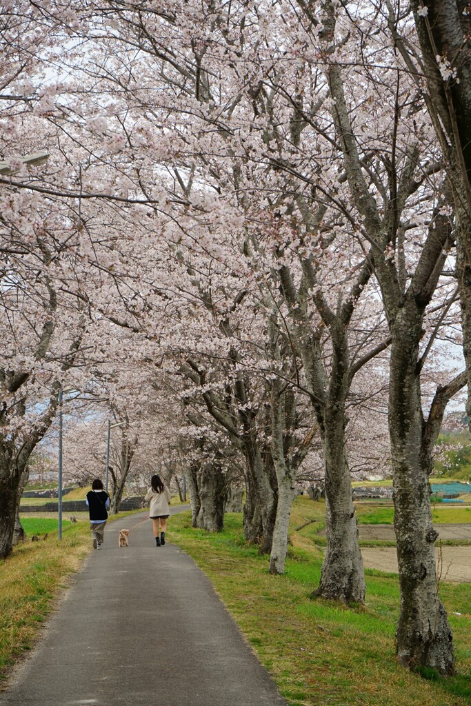 花道