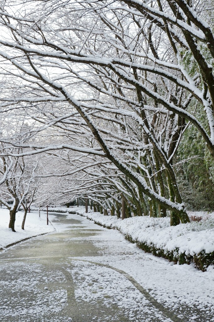 雪の花咲く桜並木