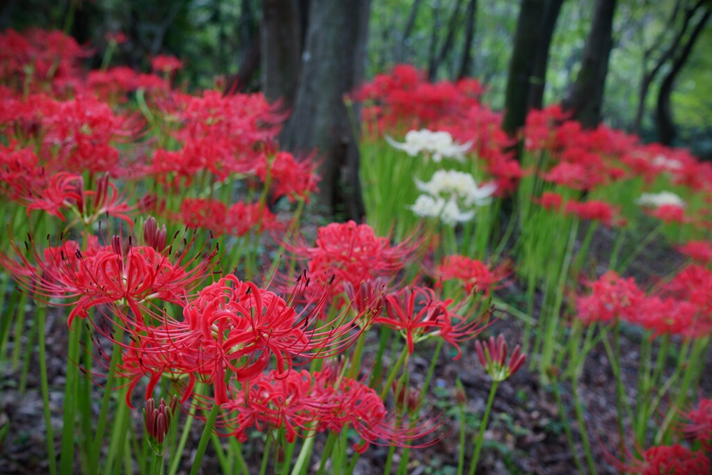 魅惑の森
