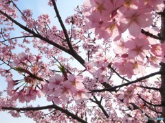 今朝の桜