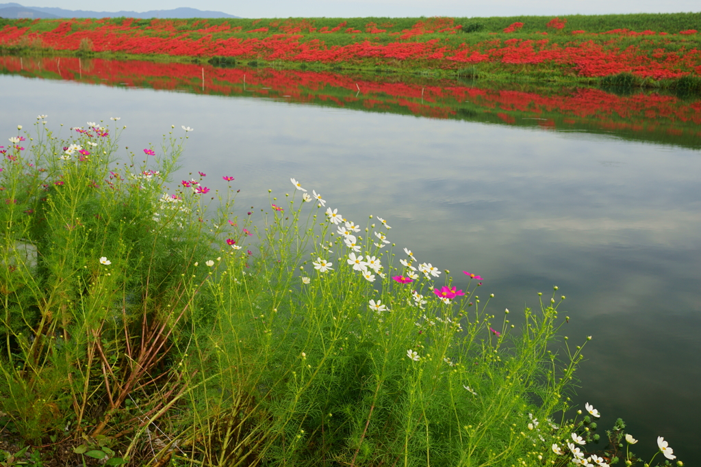 彼岸と此岸