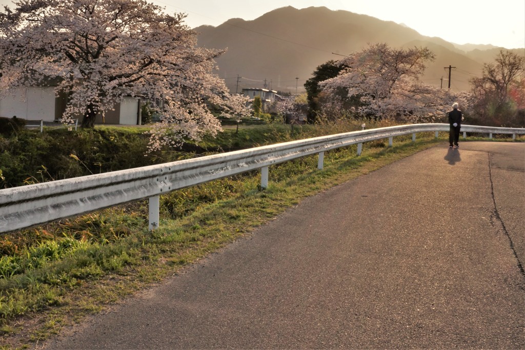 夕暮れの花見