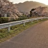 夕暮れの花見