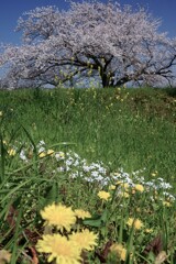 川原の三重奏