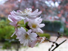 十月桜3