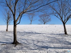 薄雪