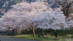 若き桜