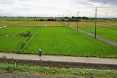 田んぼを見回る