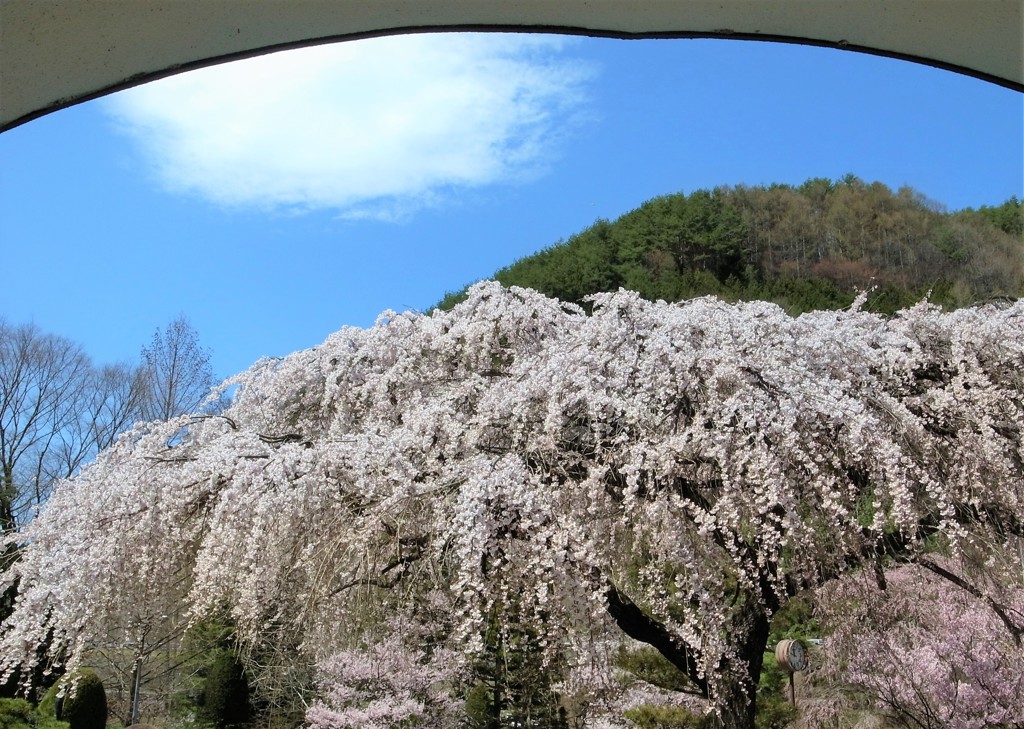 校庭の桜