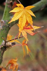 紅葉も終わり