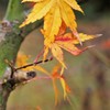 紅葉も終わり