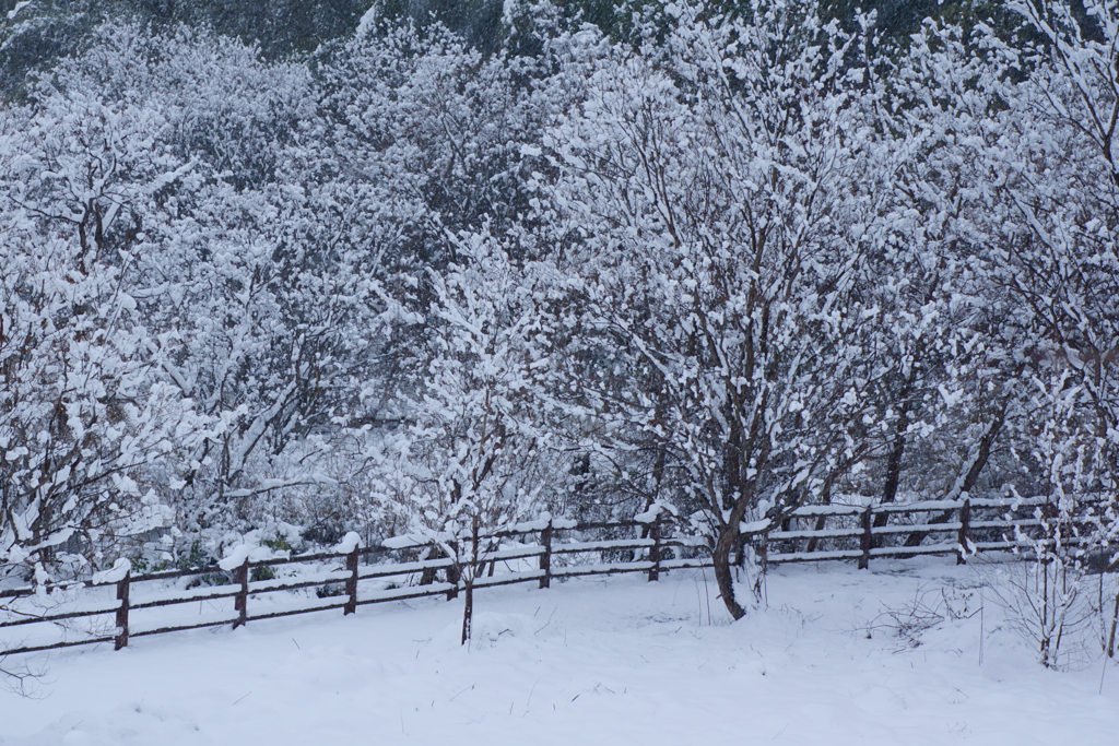 雪花満開