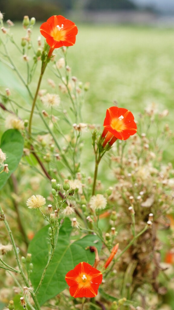 野々花