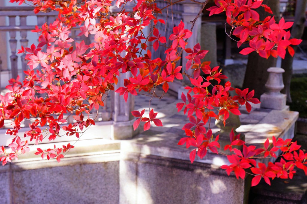 諸戸庭園　日本の風景　紅葉