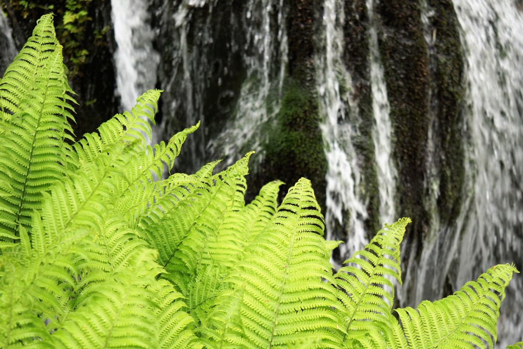 水辺